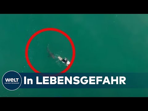 AUSTRALIEN: Drohne rettet möglicherweise Surfer vor Haiangriff