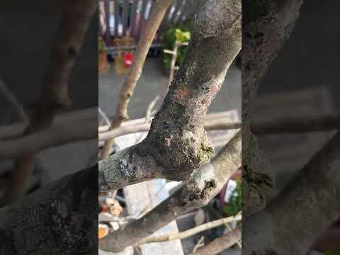 Nguyên  nhân mai vàng chết cành khô lá