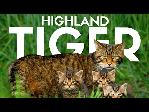 Can We Save The Scottish Wildcat? - REWILDING BRITAIN