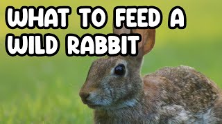 Feeding Wild Rabbits: What You Need to Know