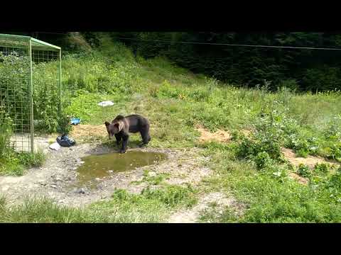 URS PE VALEA CERBULUI SPRE GURA DIHAM  BUCEGI