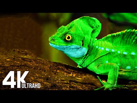 Beautiful Autumn Wildlife in 4K HDR 60fps - Fall Leaves Colors & Relaxing Piano Music