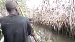 preview picture of video 'Mit dem Einbaum durch die Mangroven'