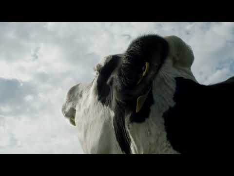 "COW" Andrea ARNOLD [First Look Clip 1]