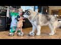 Adorable Baby Boy Feeds His Giant Husky! He Thinks He's On A Diet!! (So Cute!!)