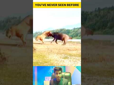 Lion Get Punished by buffalo(part-5) | Buffalo Attack Lion