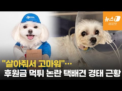 [단독]"살아줘서 고마워"…후원금 먹튀 논란 택배견 경태 근황 - 뉴스1
