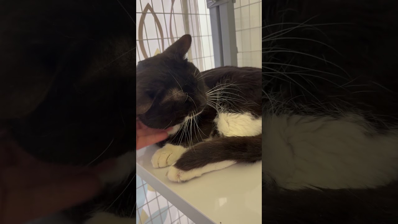 Enlarge Chungus - Big handsome sweetheart, a ADOPTABLE Domestic Short Hair in Oshkosh, WI video 5/5