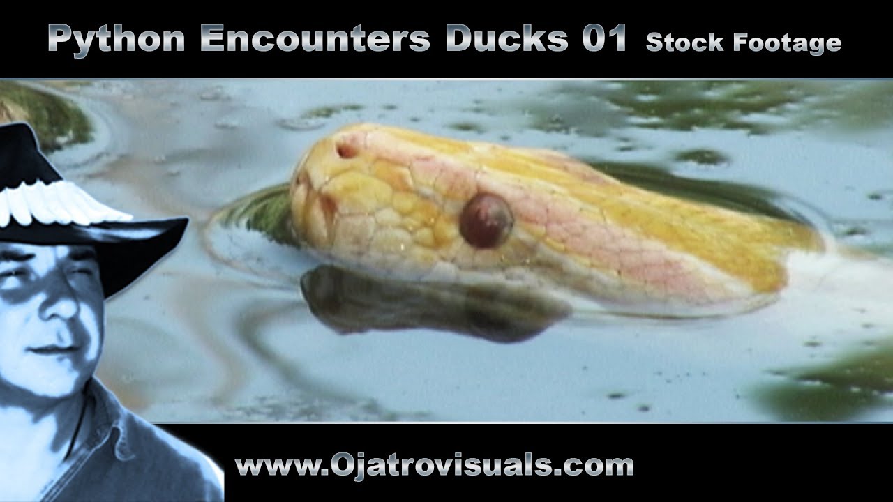 Python Stalks Ducks 01 Stock Footage