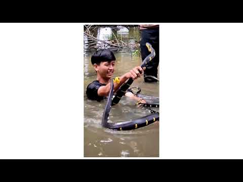 wild adventure into the captivating world of big cats in Namibia!