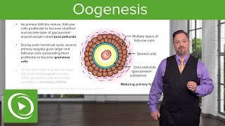 Oogenesis and Follicles – Embryology | Lecturio