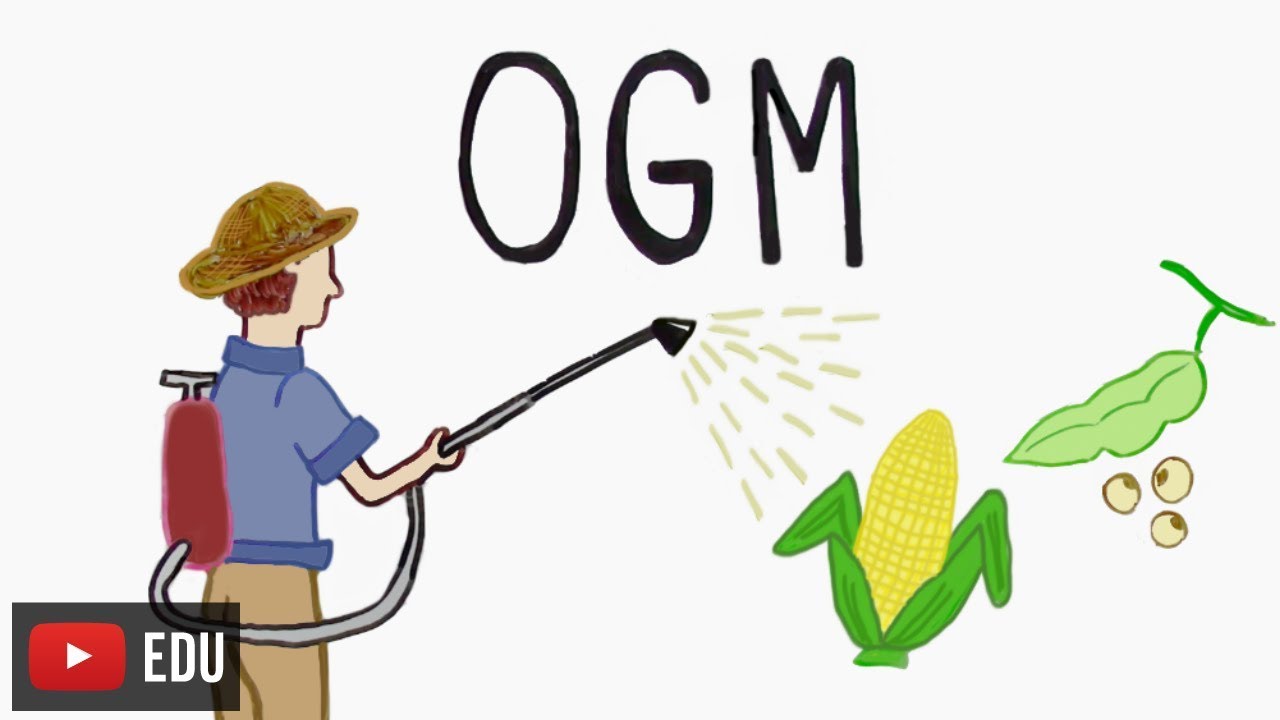Do GMOs use less pesticides?