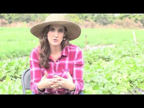 Organic Sound and Sensible Project - Transitioning to Organic