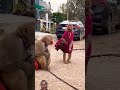Bandar Bandariya Ka Nach Gana Monkey Funny Comedy Cute Animals