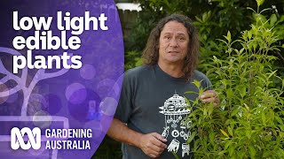 Edible native plant options that thrive in shade | Australian native plants | Gardening Australia