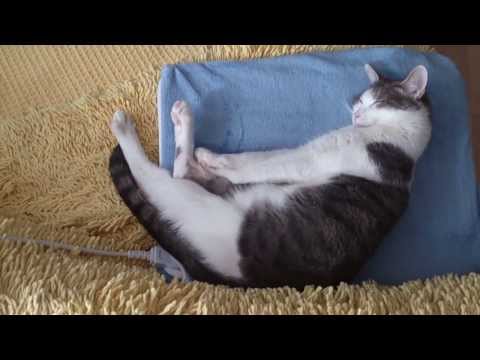 FUNNY CATS LINA & LUANA - LUANA