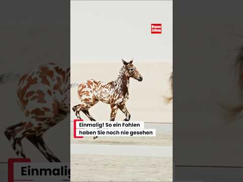 Einmalig! So ein Fohlen haben Sie noch nie gesehen