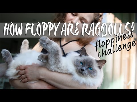 How FLOPPY are Ragdoll cats? Floppiness challenge | Ragdolls Pixie and Bluebell