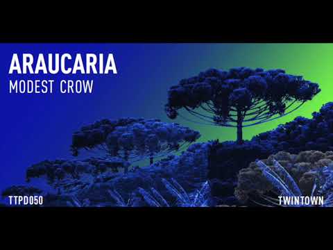 Modest Crow - Araucaria