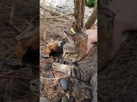 เอามาแต่ไหน ปล่อยเขาไปนะ