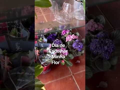 Dia de renovar minha flor! #interiordegoias #brasil #flores #goiás #iporá
