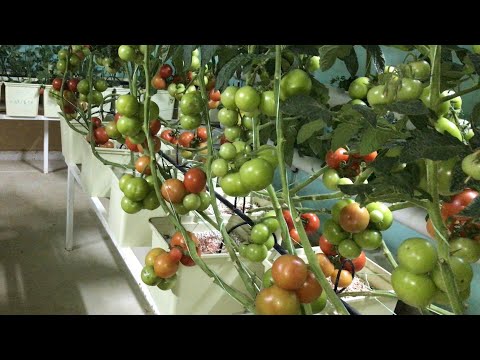 , title : 'طريقة ترقيد الطماط و العناية بها بالزراعة المائية'