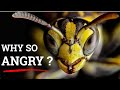 WARNING: This Is Why Yellow Jackets Are More Dangerous in the Fall
