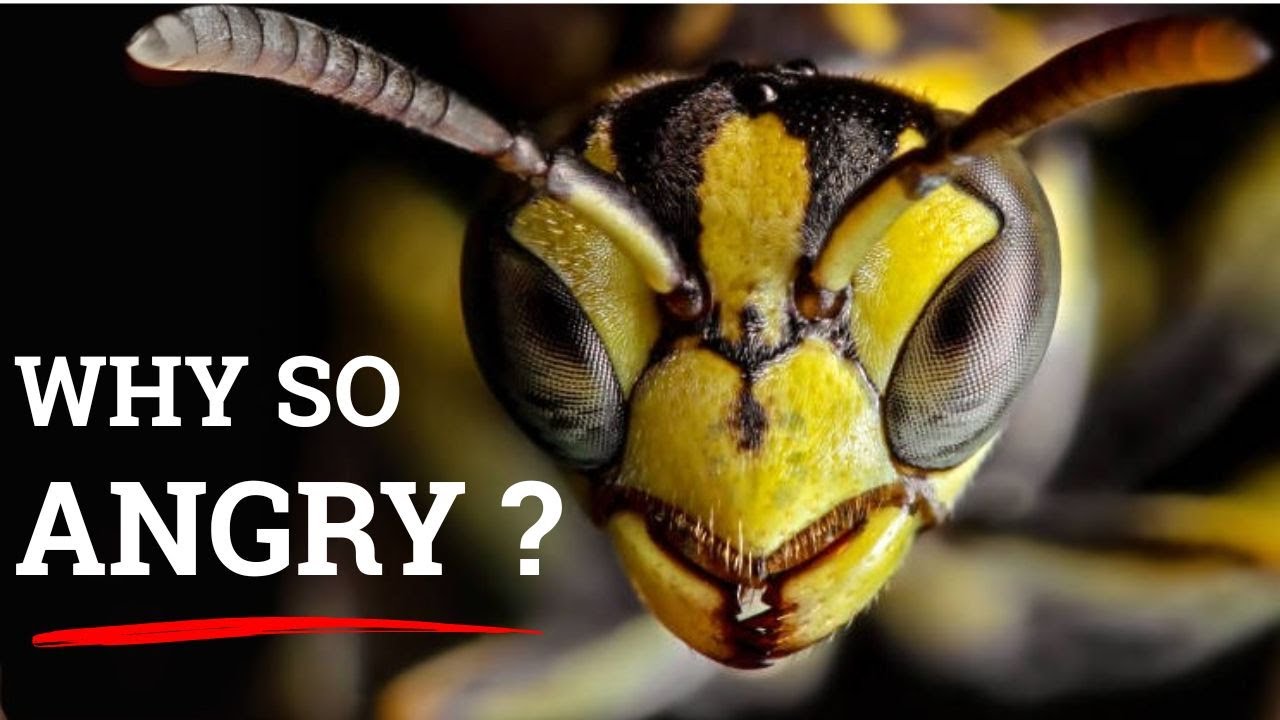 WARNING: This Is Why Yellow Jackets Are More Dangerous in the Fall