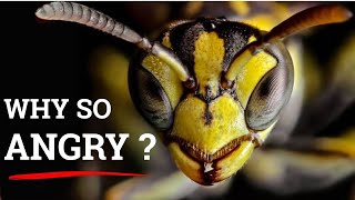 WARNING: This Is Why Yellow Jackets Are More Dangerous in the Fall