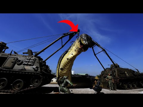 世界最大のヘビトップ10