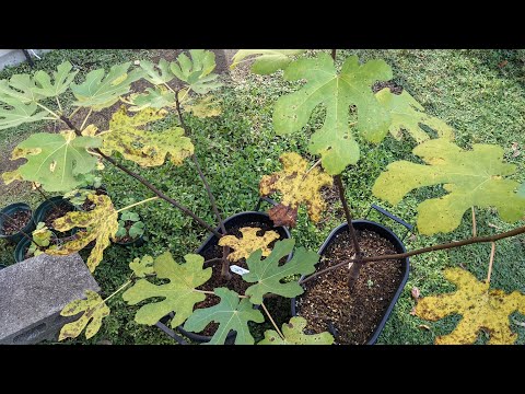 イチジクの葉カボチャ 植物