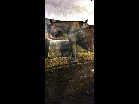 Tierschutzfall in Hamm: Amt entfernt 28 vernachlässigte Pferde von Züchterhof - Bericht: St. Georg