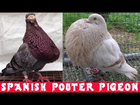 Spanish Pouter Pigeon Information | Standard, Characteristics, Color, Uses, Origin & Appearance