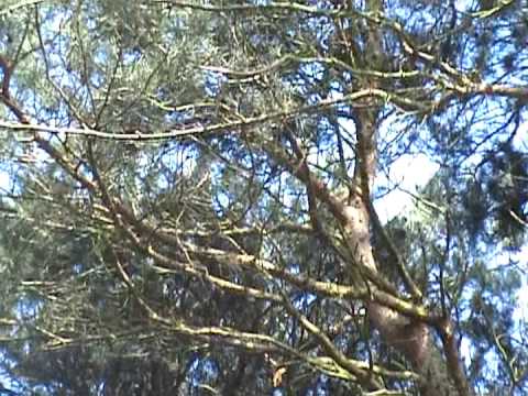 Climb the Trees - The Lemurs explore thier new home - www.YorkshireWildlifePark.com