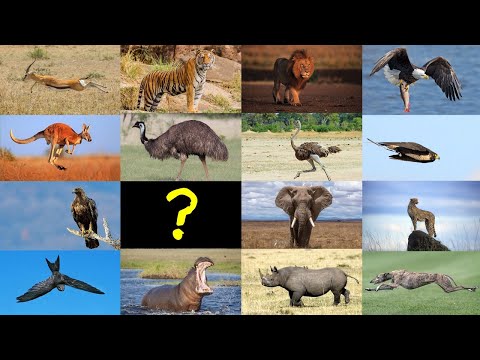 Guess the Animal Quiz: Which is the fastest? | Animal Fact Quiz
