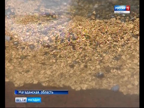 Колыма побила двадцатилетний рекорд добычи золота