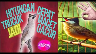 Download lagu 🎶💥Suara Pancingan Trucukan Super Ampuh 🐦Untuk Trucuk Macet Bunyi & Stres #Trucukan #BurungTrucukan mp3