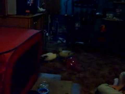 Telly and Bruiser video