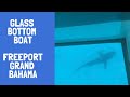 Glass Bottom Boat Shore Excursion Grand Bahama
