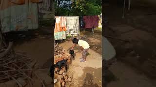 preview picture of video 'Akshaj Gunasekaran Playing with Lamb @ Periyappa's Village'
