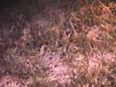 Aquatic DC Hausriff, Dahab - allgemein,Ägypten