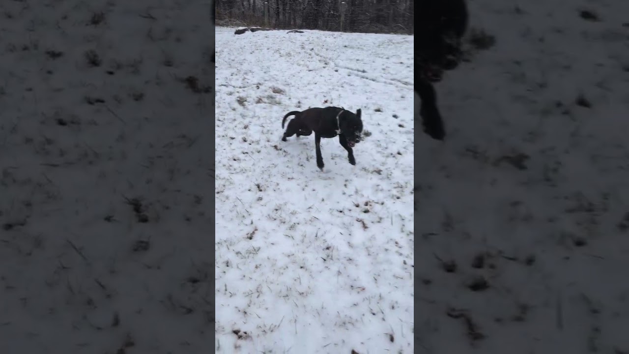 Caesar, a Adoptable mixed breed in Fairfax Station, VA video 6/6