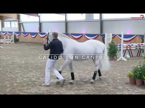Teaser Calido von Cantus - Hengststation Maas J. Hell