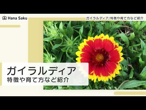 一年生ガイラルディア、ペイントされたガイラルディア、ガイラルディア プルケラ