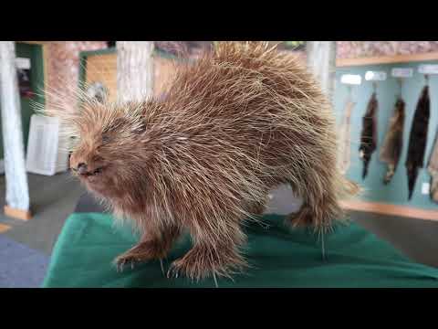 Trailside Treasures 19 - Porcupines