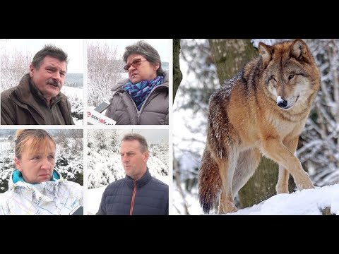 , title : 'Pożerają owce, konie, psy! Przejmujące relacje mieszkańców Bieszczad (VIDEO)'