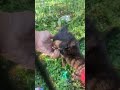 Chihuahua dogs for sale: Chihuahua 2 - Video 1