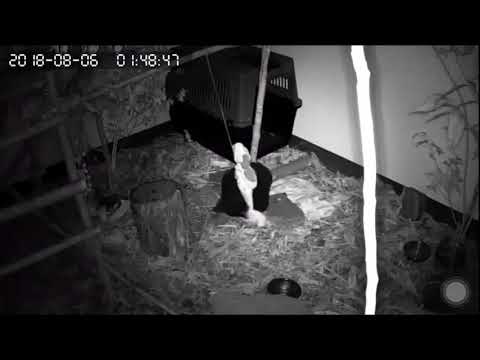 南安小黑熊活動情形 監視器（花蓮林區管理處）