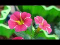 My New Petunia Collection Sale Petunia Flowers Kerala Garden