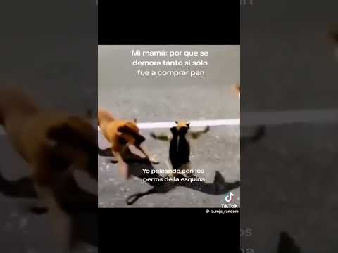 Yo peleando con los perros en la esquina #humor #viral #comedia #funnyshorts #shortsvideo